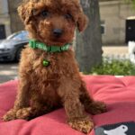 Veron-male-toy-poodle-puppy-for-sale-1 (2)