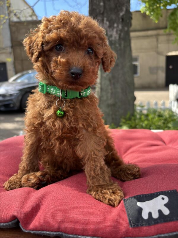 Veron Toy Poodle Veron Toy Poodle
