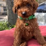 Veron-male-toy-poodle-puppy-for-sale-1 (3)