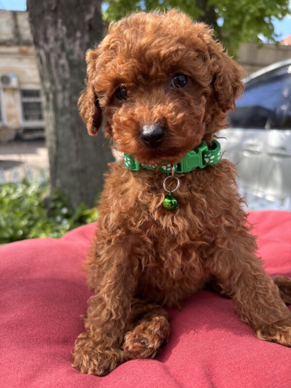 Veron Toy Poodle Veron Toy Poodle