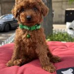 Veron-male-toy-poodle-puppy-for-sale-1 (4)