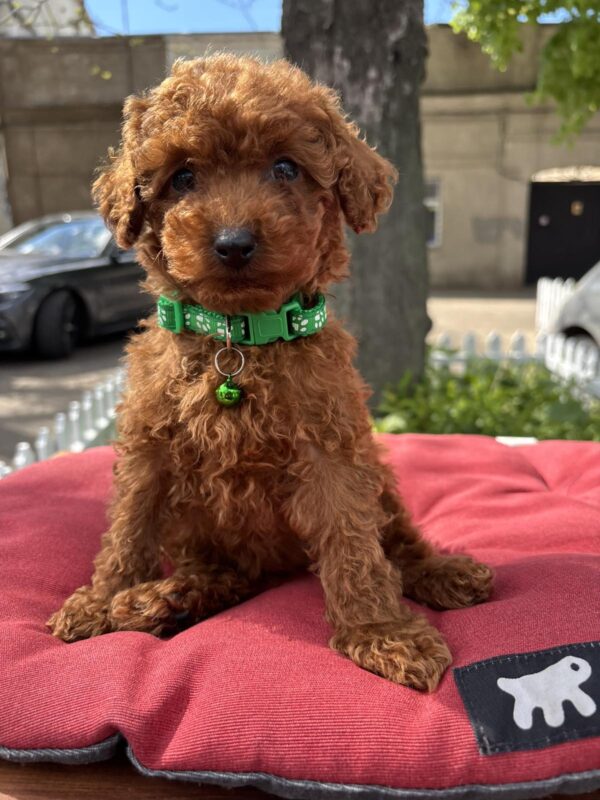 Veron Toy Poodle Veron Toy Poodle