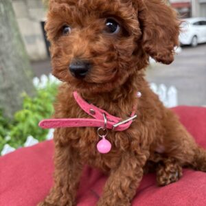 Vikki Toy Poodle Vikki Toy Poodle