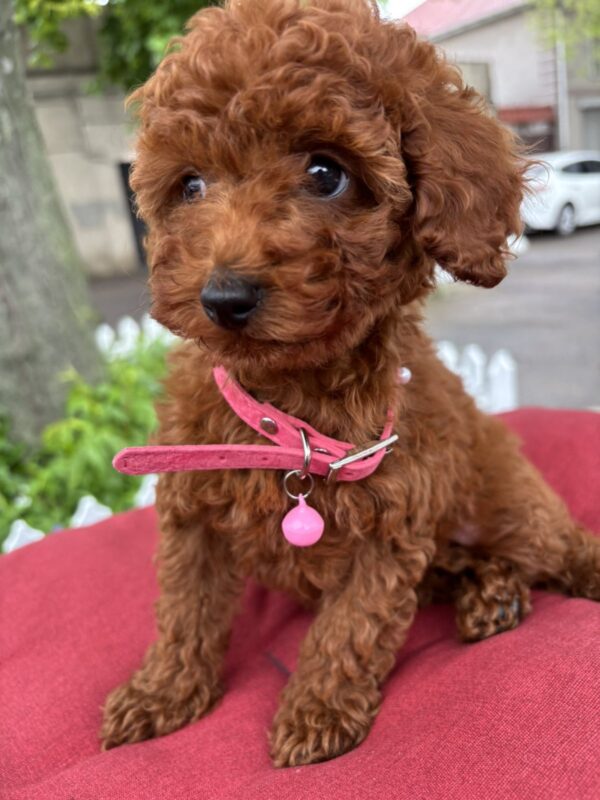 Vikki Toy Poodle Vikki Toy Poodle