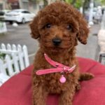 Vikki-female-toy-poodle-puppy-for-sale-1 (2)