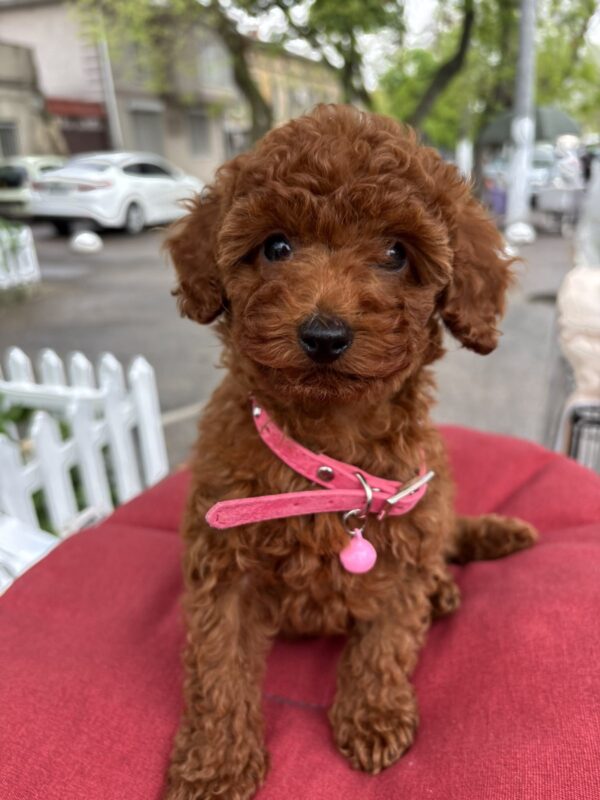 Vikki Toy Poodle Vikki Toy Poodle