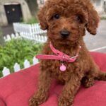 Vikki-female-toy-poodle-puppy-for-sale-1 (3)