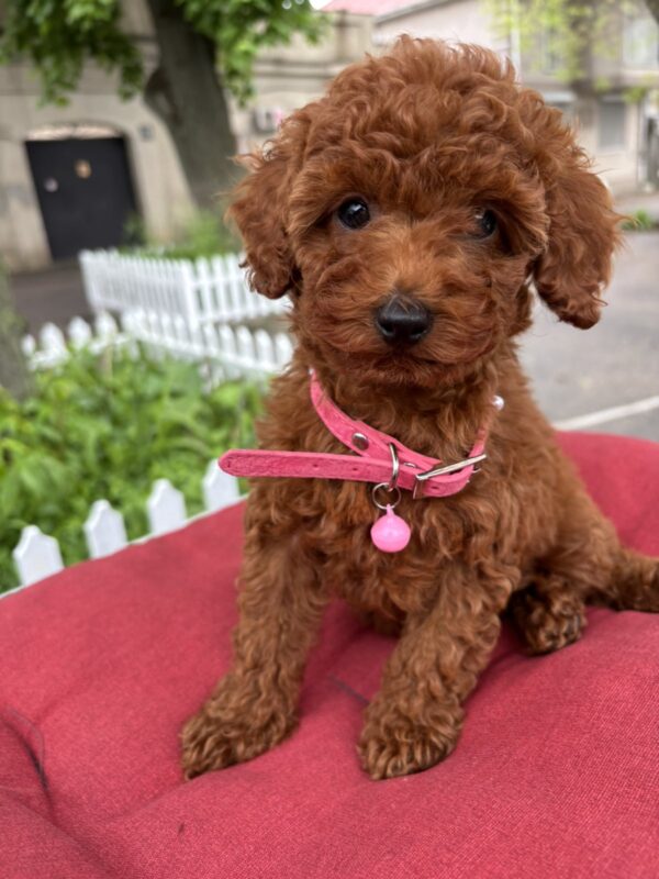 Vikki Toy Poodle Vikki Toy Poodle
