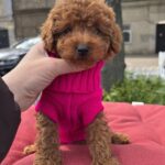 Vikki-female-toy-poodle-puppy-for-sale-1 (4)