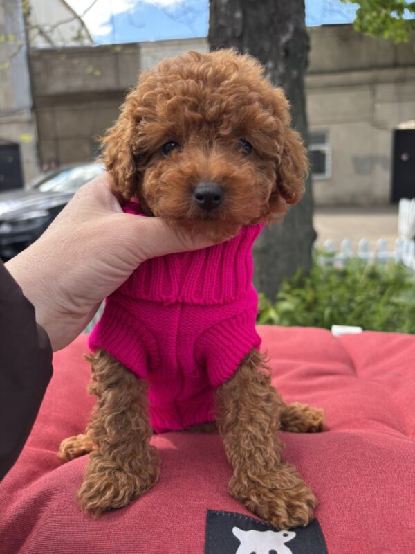 Vikki Toy Poodle Vikki Toy Poodle