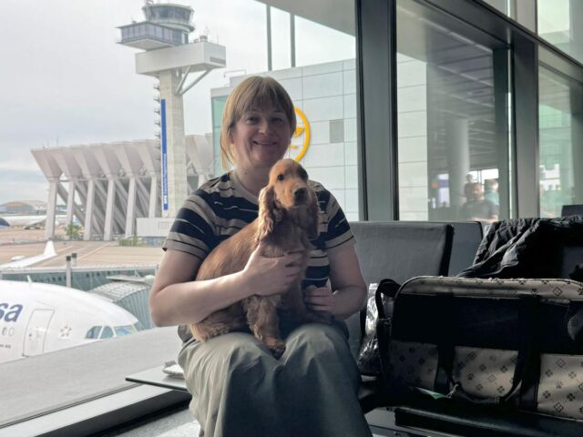 English Cocker Spaniel puppy hand-delivered to New York by NewDoggy nanny service