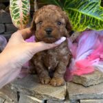 Whiskey-male-Maltipoo-puppy-for sale-1