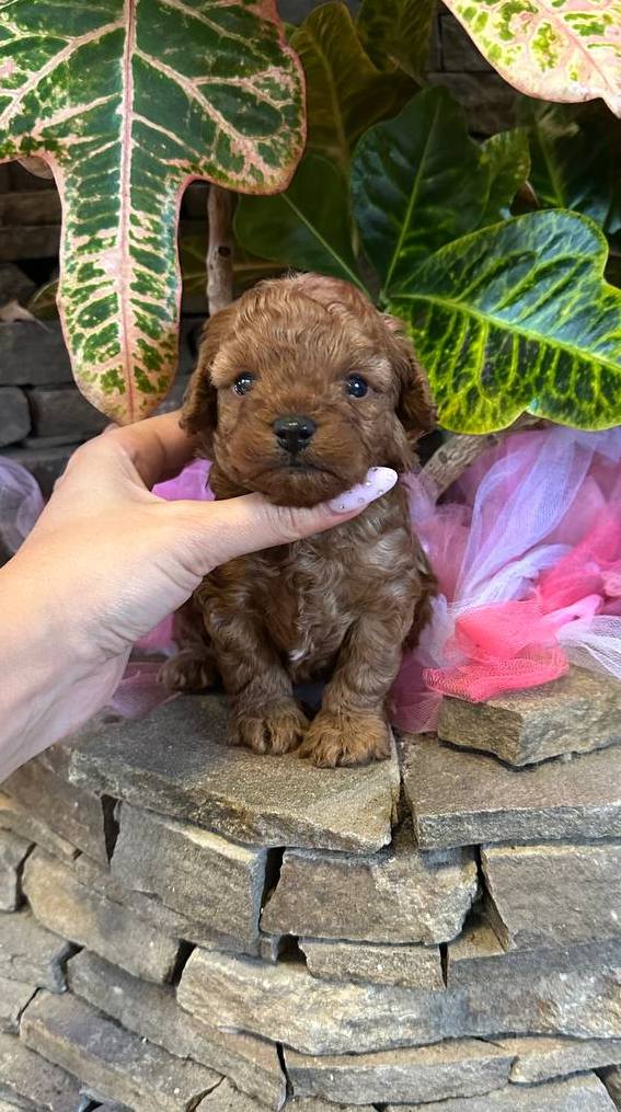 Whiskey Maltipoo Whiskey Maltipoo