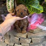 Whiskey-male-Maltipoo-puppy-for sale-2