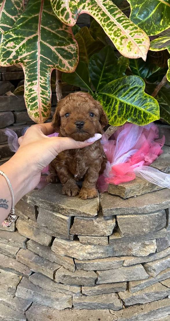 Whiskey Maltipoo Whiskey Maltipoo