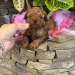 Whiskey-male-Maltipoo-puppy-for sale-3