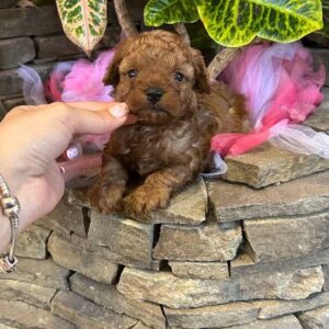 Whiskey Maltipoo Whiskey Maltipoo