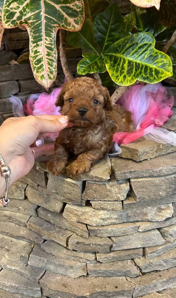 Whiskey Maltipoo Whiskey Maltipoo
