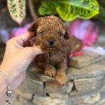 Whiskey-male-Maltipoo-puppy-for sale-4