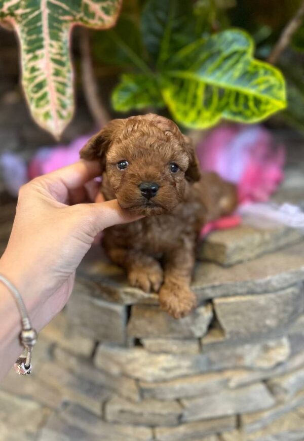 Whiskey Maltipoo Whiskey Maltipoo