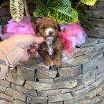 Wonder-female-Maltipoo-puppy-for sale-1