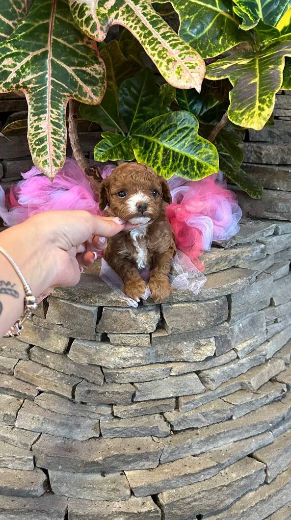 Wonder Maltipoo Wonder Maltipoo