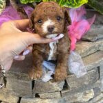 Wonder-female-Maltipoo-puppy-for sale-2