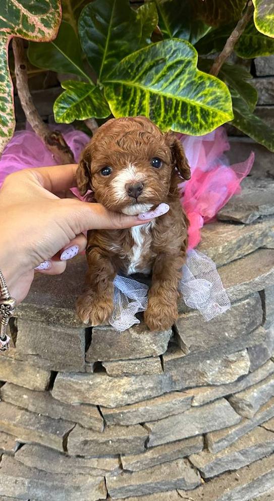 Wonder Maltipoo Wonder Maltipoo