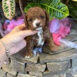 Wonder-female-Maltipoo-puppy-for sale-3