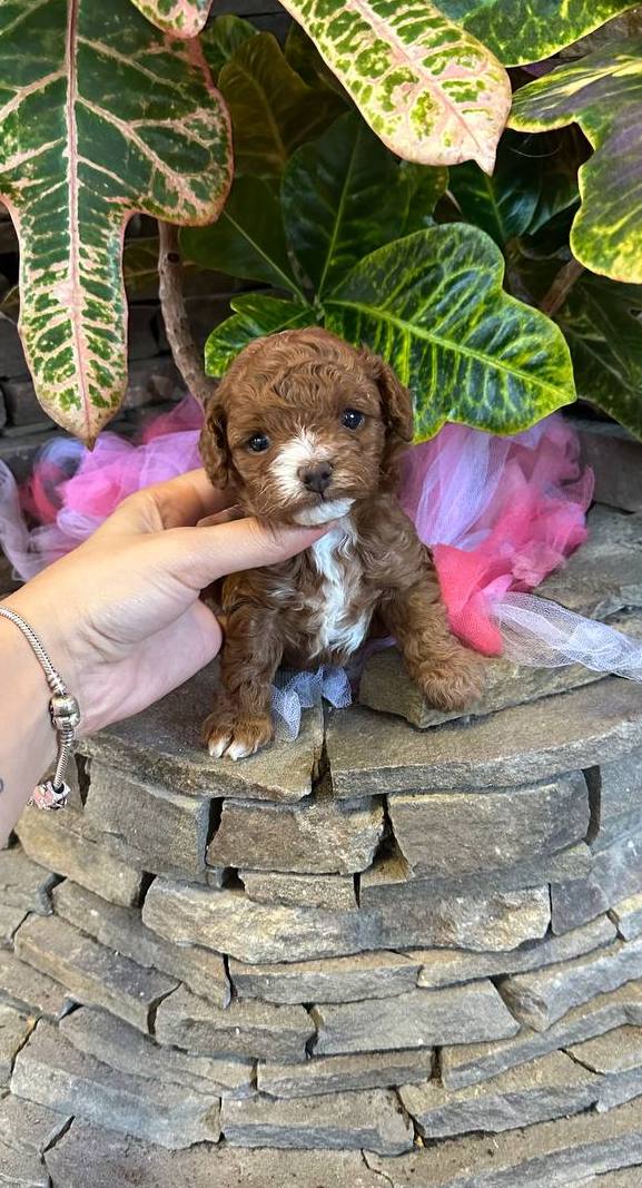 Wonder Maltipoo Wonder Maltipoo