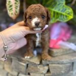 Wonder-female-Maltipoo-puppy-for sale-4