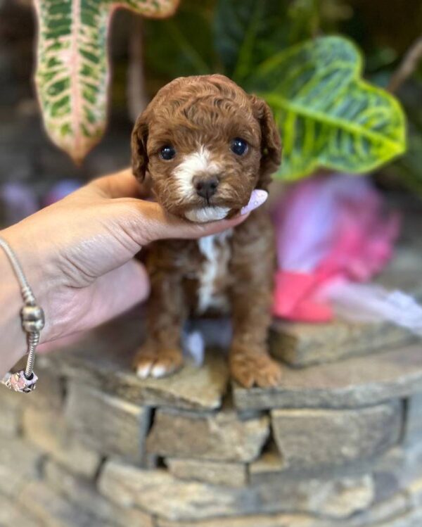 Wonder Maltipoo Wonder Maltipoo