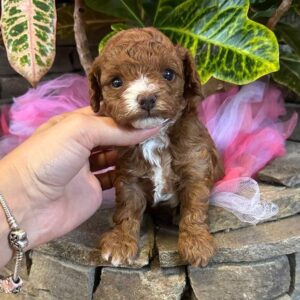 Wonder Maltipoo Wonder Maltipoo
