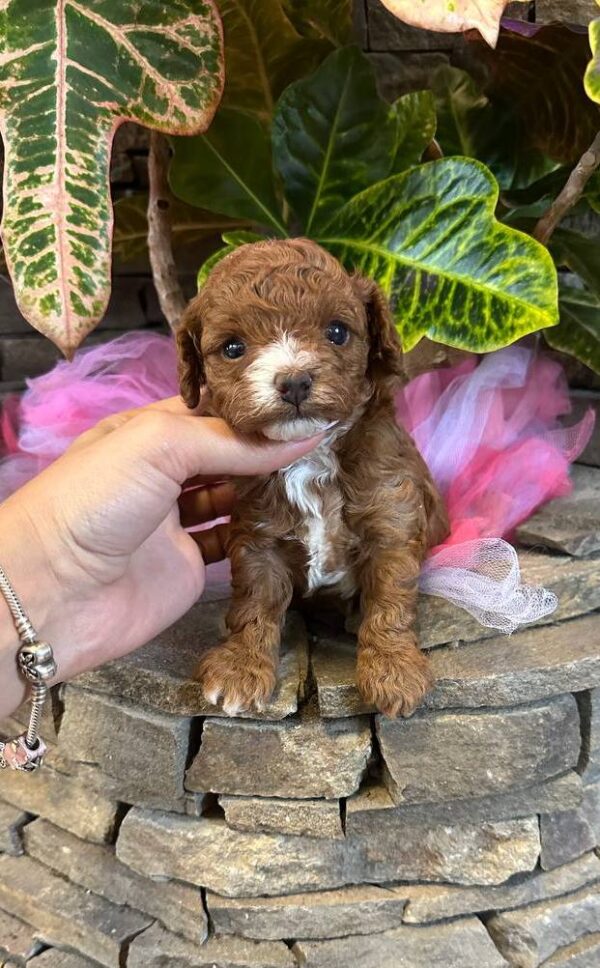 Wonder Maltipoo Wonder Maltipoo