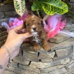 Woody-male-Maltipoo-puppy-for sale-1