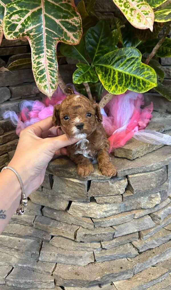 Woody Maltipoo Woody Maltipoo