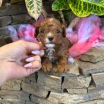Woody-male-Maltipoo-puppy-for sale-2