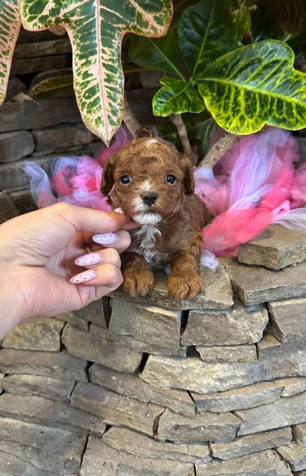 Woody Maltipoo Woody Maltipoo