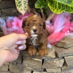 Woody-male-Maltipoo-puppy-for sale-3
