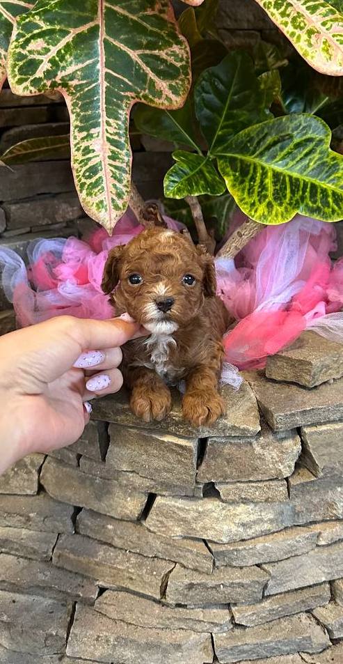 Woody Maltipoo Woody Maltipoo