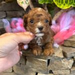 Woody-male-Maltipoo-puppy-for sale-4