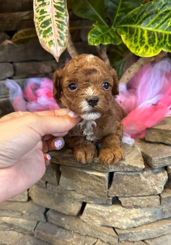 Woody Maltipoo Woody Maltipoo