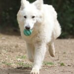 Yrie-female-wss-puppy-for-sale- (1)