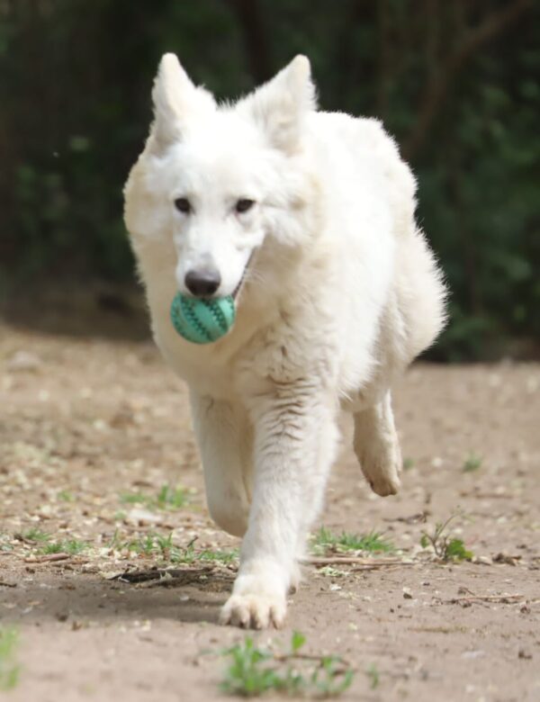 Yrie White Swiss Shepherd Yrie White Swiss Shepherd