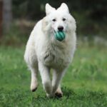 Yrie-female-wss-puppy-for-sale- (2)