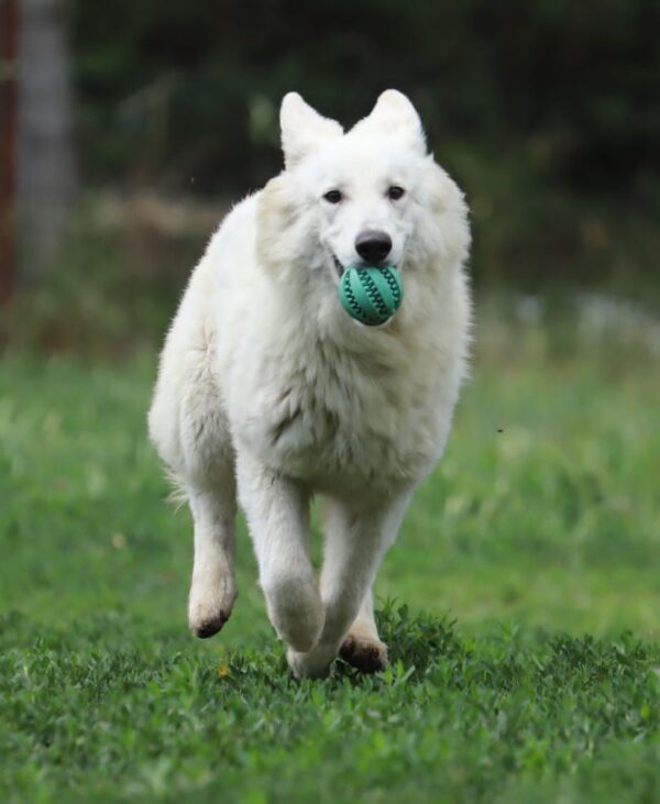 Yrie White Swiss Shepherd Yrie White Swiss Shepherd