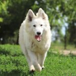 Yrie-female-wss-puppy-for-sale- (3)