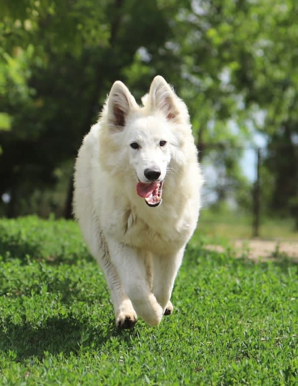 Yrie White Swiss Shepherd Yrie White Swiss Shepherd