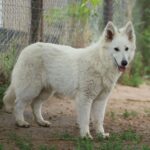 Yrie-female-wss-puppy-for-sale- (4)