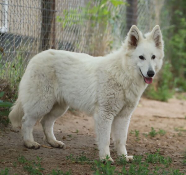 Yrie White Swiss Shepherd Yrie White Swiss Shepherd